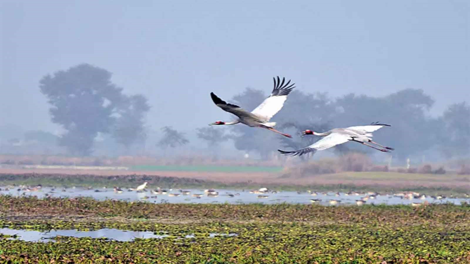Respond To Central Govt’s Email Request To Declare Dhanauri Wetland As Ramsar Site & Sarus Sanctuary Within 4 Weeks: NGT To UP Govt Respond To Central Govt’s Email Request To Declare Dhanauri Wetland As Ramsar Site & Sarus Sanctuary Within 4 Weeks: NGT To UP Govt